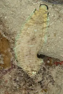Mabul: Banded Sole