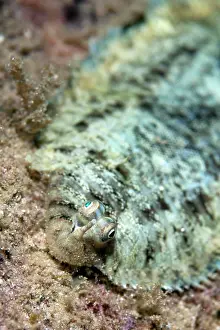 Flatfish: Banded Sole