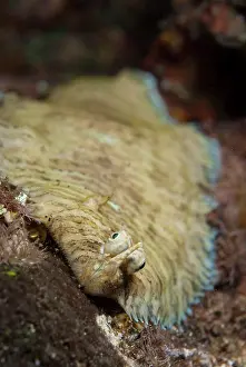 Flatfish: Banded Sole