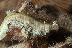 Java: Banded Sole
