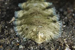 Flatfish: Banded Sole - on black sand - TK1 dive site, Lembeh