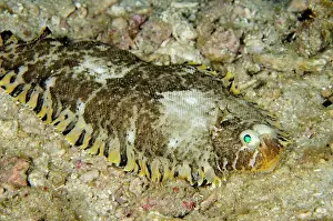 Wainilu: Banded Sole Wainilu dive site, Rinca Island, Komodo