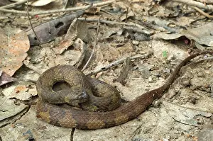 Loreto: Banded South American Water Snake
