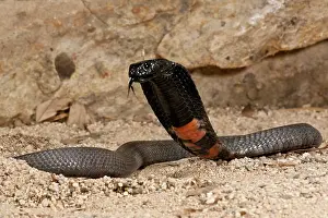 Northcott: Banded Spitting Cobra, Naja nigricollis