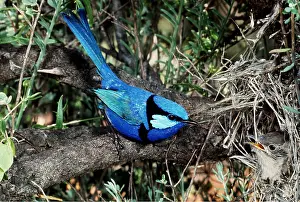 Splendid: BANDED / SPLENDID WREN