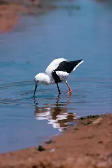 Stilts: Banded Stilt