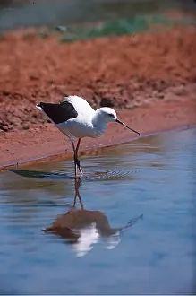 Stilt: BANDED STILT - Immature, by water & reflection