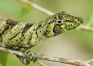 Anoles: Banded tree anole