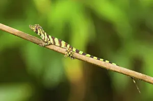 Polychrotidae: Banded Tree Anole (Anolis transversalis)