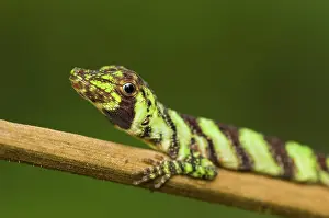 Polychrotidae: Banded Tree Anole (Anolis transversalis)
