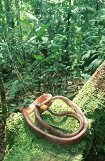 Treesnake: Banded Treesnake