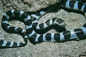 Annulatus: Banded / Turtle-headed SEA SNAKE - venomous