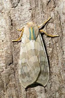 Tussock: Banded Tussock Moth