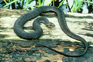 Watersnake: Banded Water Snake