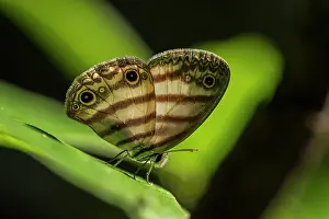 Ringlet: Banded White Ringlet / White Satyr, butterfly, Sierra