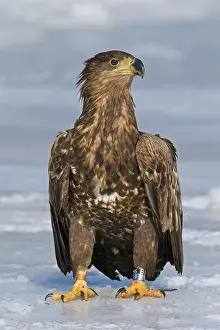 Ring: Banded White-tailed sea eagle (Haliaeetus albicilla)