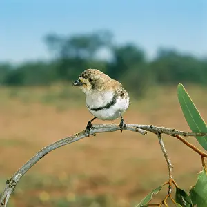 Whiteface: Banded WHITEFACE