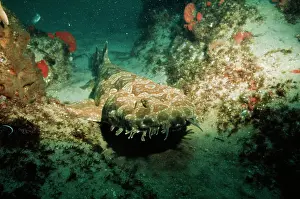 Barbel: Banded Wobbygong / Carpet SHARK