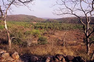 Bandhavgarh: Bandhavgarh National Park - India