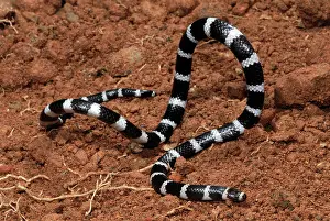 Bandy: Bandy Bandy Snake