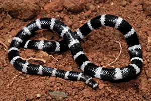 Bandy: Bandy Bandy Snake