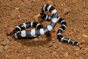 Bandy: Bandy Bandy Snake