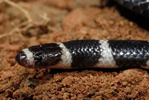 Bandy: Bandy Bandy Snake