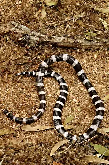 Stripes: BANDY BANDY SNAKE - looping in alarm