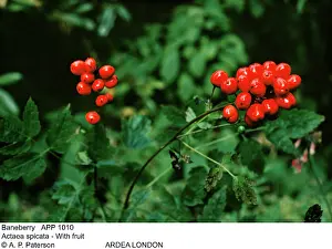 Allen Paterson: BANEBERRY