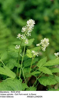 Spicata: BANEBERRY