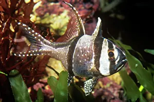 Banggai: Bangai / Banggai CARDINAL FISH