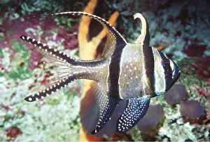 Stripes: Bangai / Banggai CARDINAL FISH