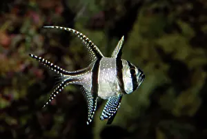 Banggai: Bangai / Banggai Cardinal Fish / Kaudern's Cardinal Fish