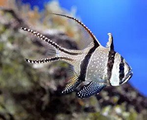 Banggai: Banggai Cardinalfish