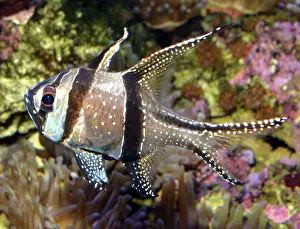 Banggai: Banggai Cardinalfish