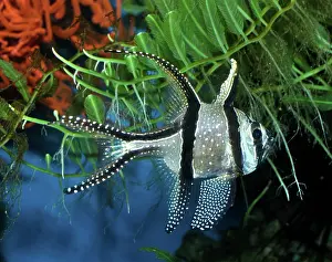 Banggai: Banggai Cardinalfish