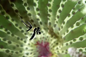 Anemones: Banggai Cardinalfish juvenile in Anemone