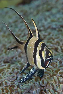Banggai: Banggai cardinalfish (Pterapogon kauderni)