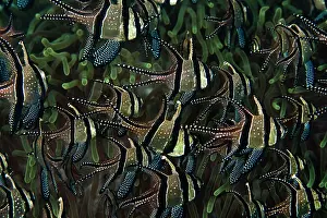 Schools: Banggai Cardinalfish - school
