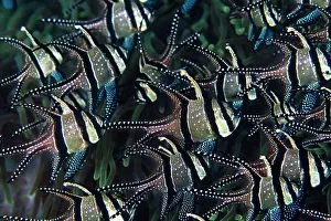 Schools: Banggai Cardinalfish - school