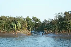 Bangladesh: Bangladesh - khal or tide creek & forest in Sundarbands