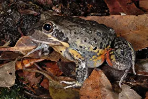 Myobatrachidae: Banjo Frog
