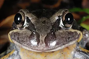 Myobatrachidae: Banjo Frog