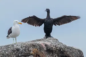 Flaps: Bank Cormorant (Phalacrocorax neglectus), juvenile