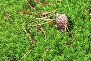 Needles: Bank Haircap Moss