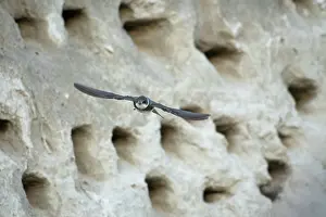 Swallow: Bank Swallow / Collared Sand Martin (Riparia rip