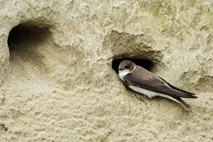 Swallow: Bank Swallow / Collared Sand Martin (Riparia rip