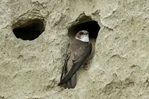 Swallow: Bank Swallow / Collared Sand Martin (Riparia rip