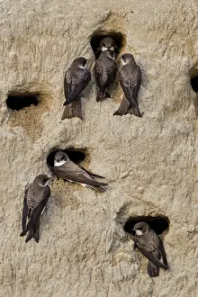 Swallow: Bank Swallow / Collared Sand Martin (Riparia rip