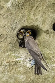 Swallow: Bank Swallow / Collared Sand Martin (Riparia rip